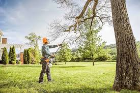 Best Hedge Trimming  in Loudonville, NY