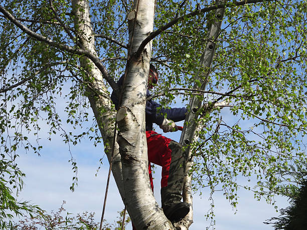 Best Emergency Tree Removal  in Loudonville, NY