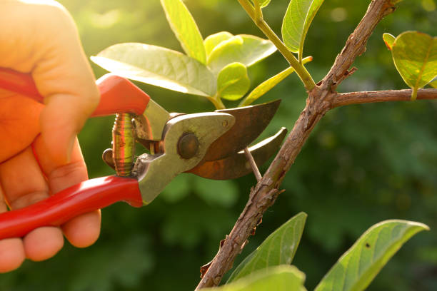  Loudonville, NY Tree Services Pros